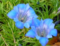 Pale blue flowers with a white throat